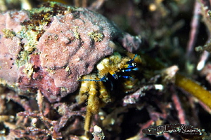 Blue-Eyed Crab/Photographed with a Canon 100 mm macro len... by Laurie Slawson 
